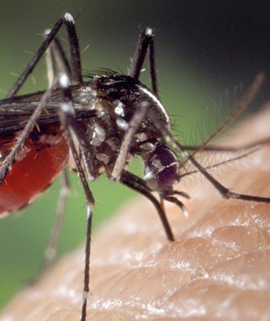 Le moustique Aedes aegypti, vecteur de la dengue, du chikungunya et du zika.