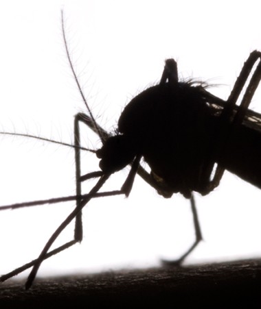 Le gouvernement lance un plan d’action pour tenter d’éradiquer deux nouvelles espèces de moustiques, vecteurs potentiels de maladies.