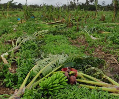 Les communes du Nord ont été particulièrement touchées. Comme sur cette image, à Ouégoa, où les plantations de bananes ont été endommagées.
