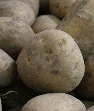 Le gouvernement a adopté un cadre réglementaire pour la lutte contre une bactérie qui affecte la productivité des plants de pommes de terre.