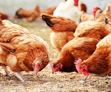 Ce projet de couvoir et d’abattoir s’intègre dans la politique publique agricole provinciale qui vise l’augmentation de la production de poulets standards de 8 % à 30 %.