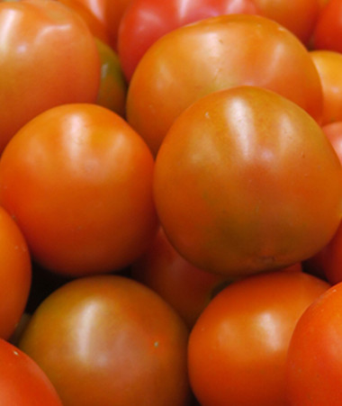 Le prix des tomates en magasin sera plafonné à 800 F/kg, 850 F pour la salade.