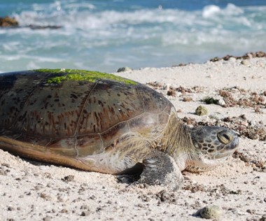 Depuis 2008, il est interdit de pêcher la tortue au sein du parc de la mer de Corail et le requin depuis 2013.