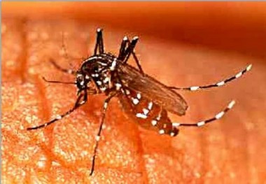 Alerte à la dengue