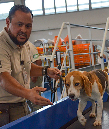 Les maîtres-chiens et les chiens du Sivap interviennent au centre de tri de l’OPT du lundi au vendredi pour inspecter le courrier et les colis.