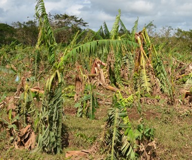  Le gouvernement a reconnu le 18 avril le caractère de calamité agricole aux dommages provoqués par le cyclone Cook.