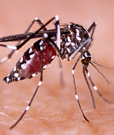 Le moustique Aedes Aegypti, vecteur de la dengue, du Zika et du chikugunya, est la cible du World Mosquito Program.