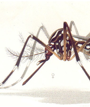 Le moustique Aedes Aegypti est le seul à pouvoir transmettre la dengue, le zika et le chikungunya à l’homme. On le reconnaît à ses rayures et à son vol discret. Il est actif la journée et pond dans de l’eau propre et claire.
