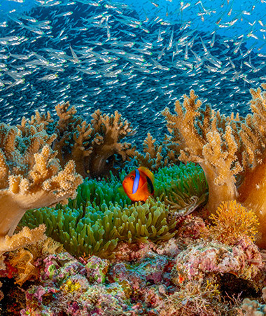 Une plongée sur le pic Matama, situé dans les eaux de l’atoll Huon des Récifs d’Entrecasteaux, illustre l’incroyable richesse du parc : un patrimoine naturel à protéger et à valoriser. Crédit photo : Mathieu Macias.