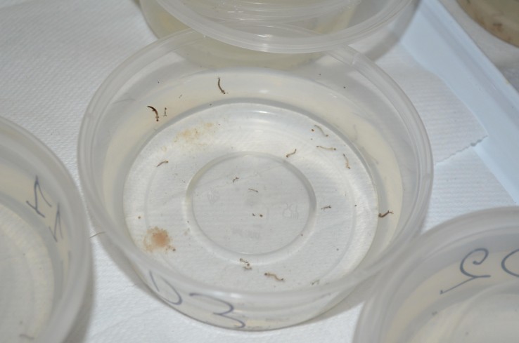 Les larves de moustiques exposées au Bti, dans le laboratoire de la DASS.