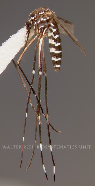 Aedes scutellaris.