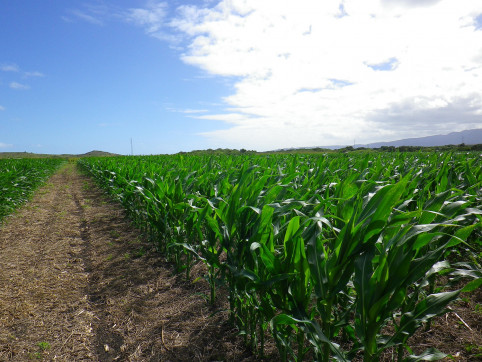La chenille légionnaire d’automne s’attaque principalement aux cultures de maïs (© Chambre d’agriculture de Nouvelle-Calédonie).