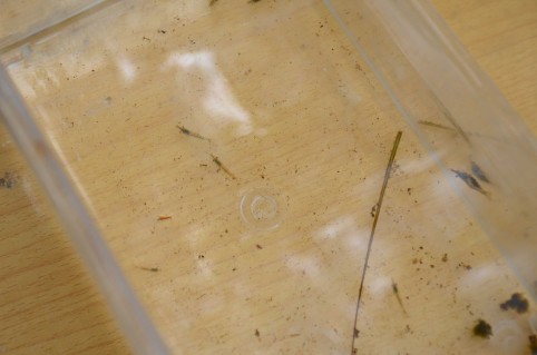 Les crustacés, comme ces crevettes pêchées dans la Dumbéa, pourraient faire l’objet d’une prochaine publication de la Davar. 