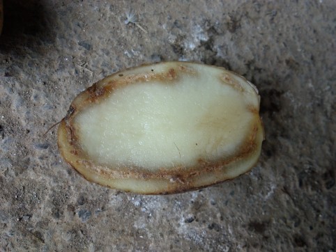 Semence de pomme de terre Nadine touchée par Ralstonia (crédit photo : OCEF).