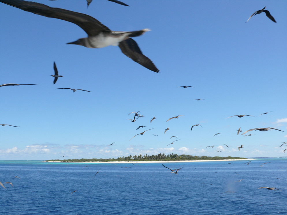 Au départ de Nouméa, il faut une journée de navigation pour rejoindre l'île Surprise, avec un bateau tel que l'Amborella, dont la vitesse moyenne est de 12 nœuds.  Crédit photo : David Ugolini.