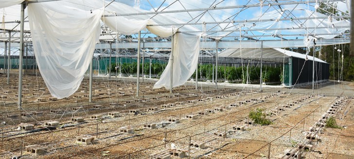 Le cyclone Cook n’a pas épargné les cultures agricoles, notamment celles sous serre.