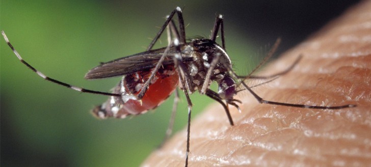 Le moustique Aedes aegypti, vecteur de la dengue, du chikungunya et du zika.