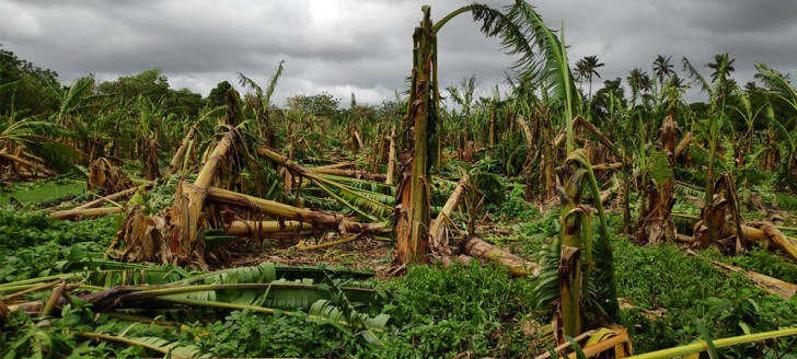 Les exploitations du Nord de la Nouvelle-Calédonie, comme ici à Ouégoa, ont souffert du cyclone Oma.