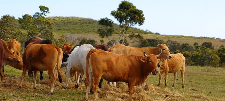 Fini les droits de succession dissuasifs sur le foncier agricole. Beaucoup de terrains pourraient ainsi être à nouveau exploités.