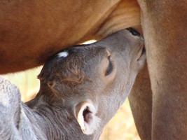 Exportation d'embryon de bovin frais vers le Vanuatu