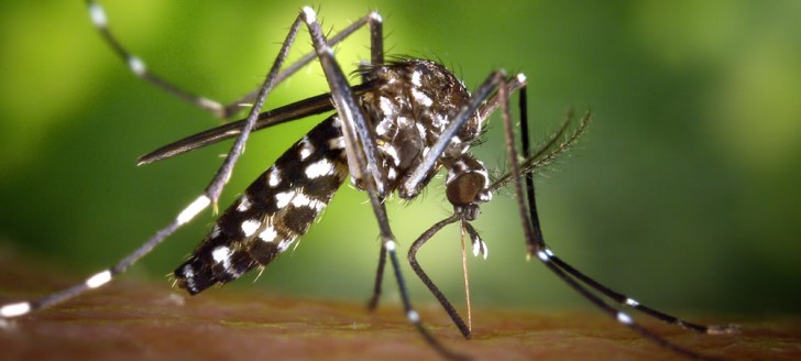 Dengue aedes