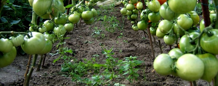 Vers la fin des produits chimiques dans nos jardins