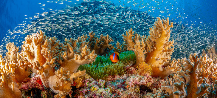 Une plongée sur le pic Matama, situé dans les eaux de l’atoll Huon des Récifs d’Entrecasteaux, illustre l’incroyable richesse du parc : un patrimoine naturel à protéger et à valoriser. Crédit photo : Mathieu Macias.