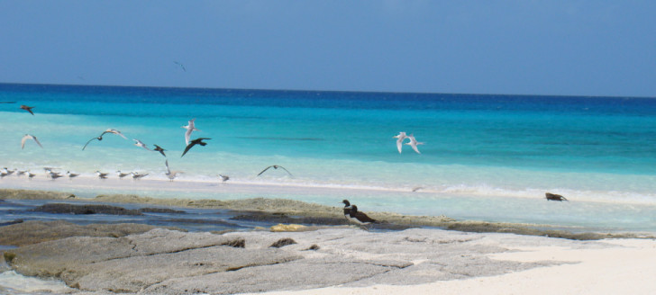 Le Parc naturel de la mer de Corail, créé en 2014 par le gouvernement, recouvre l’ensemble de la zone économique exclusive de la Nouvelle-Calédonie, soit 1,3 million de km2 (photo JAK).